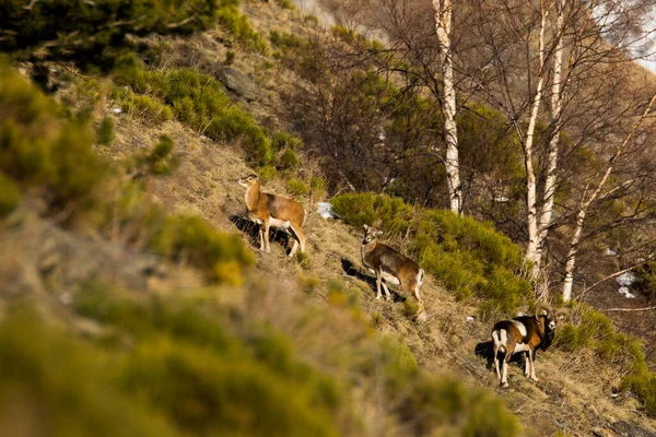 Mouflons Capcir Pyrenees France — Stock fotografie