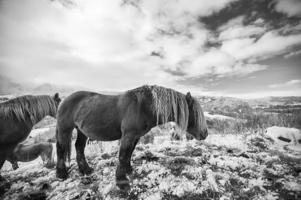 Winterpferde Cerdanya Pyrenäen Spanien — Stockfoto