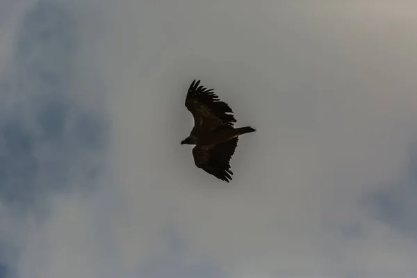 Vulture Serra Del Montsec Lleida Pyrenees Spain — стокове фото