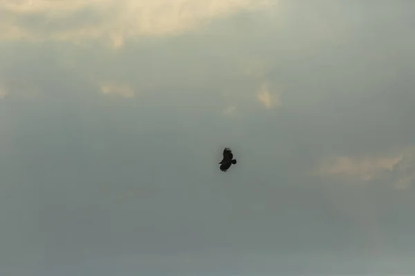 Vulture Serra Del Montsec Lleida Pyrenees Spain — стокове фото