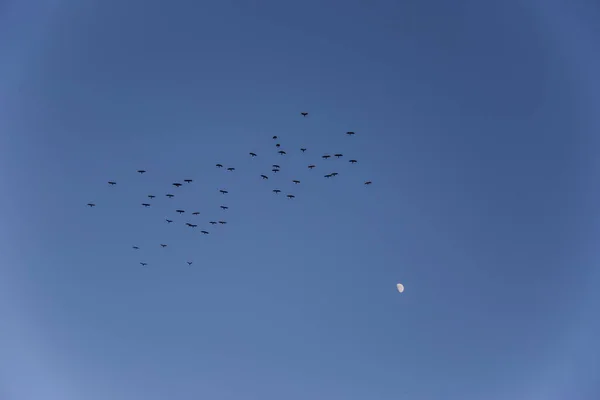 Migración Aves Luna Serra Del Montsec Lleida España —  Fotos de Stock