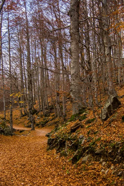 Herbst Ordesa Und Nationalpark Monte Perdido Spanien — Stockfoto