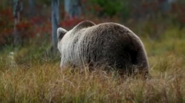 Kahverengi ayı Kuusamo, Laponya, Finlandiya