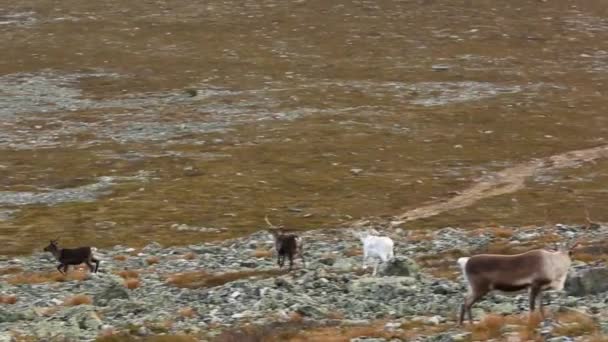 Rennes Dans Parc National Pallas Yllastunturi Finlande — Video