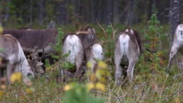 Scène de rennes en automne en Laponie, Finlande