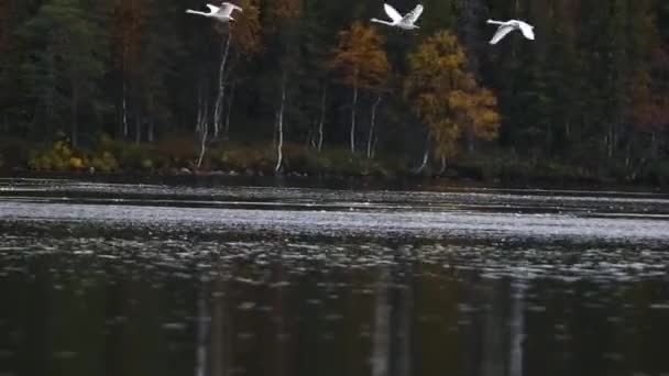 Groupe de cygnes chanteurs dans un lac en Laponie, Finlande