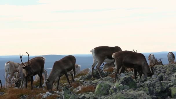 Renar Pallas Yllastunturi Nationalpark Finland — Stockvideo