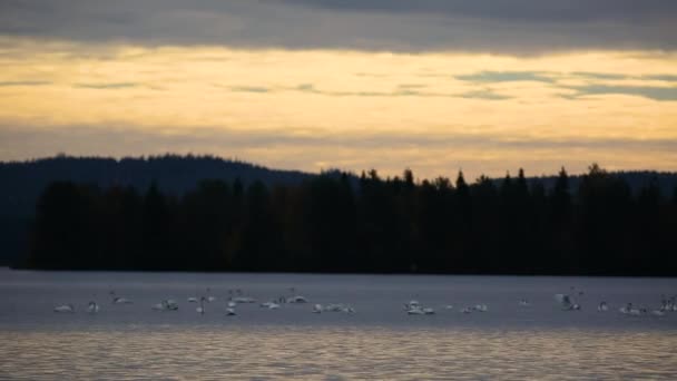 フィンランドのラップランドにある湖の白鳥のグループ — ストック動画
