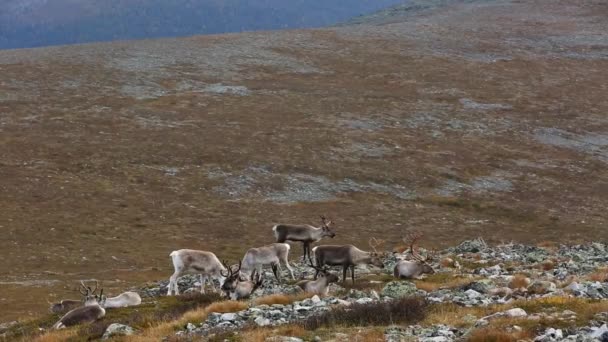 Reindeers Pallas Yllastunturi National Park Finland — Stock Video