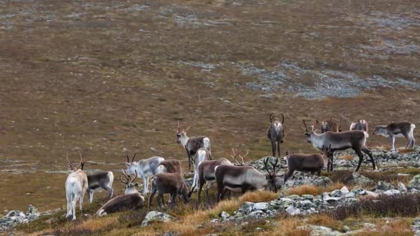 Rennes Dans Parc National Pallas Yllastunturi Finlande — Video