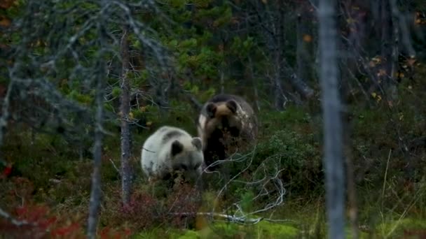 Bruine Beer Kuusamo Lapland Finland — Stockvideo