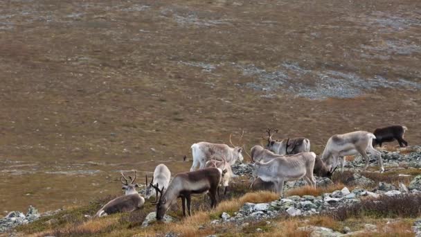 Reindeers Pallas Yllastunturi National Park Φινλανδία — Αρχείο Βίντεο