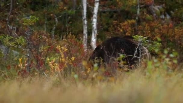 Orso Bruno Kuusamo Lapponia Finlandia — Video Stock