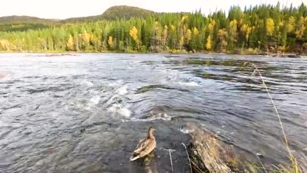 スウェーデン ラップランドの秋の川でのアヒルのシーン — ストック動画