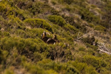 Capcir 'deki Mouflonlar, Pireneler, Fransa