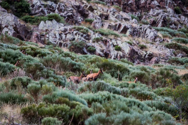 Chamois Porte Puymorens Góry Capcir Pireneje Francja — Zdjęcie stockowe