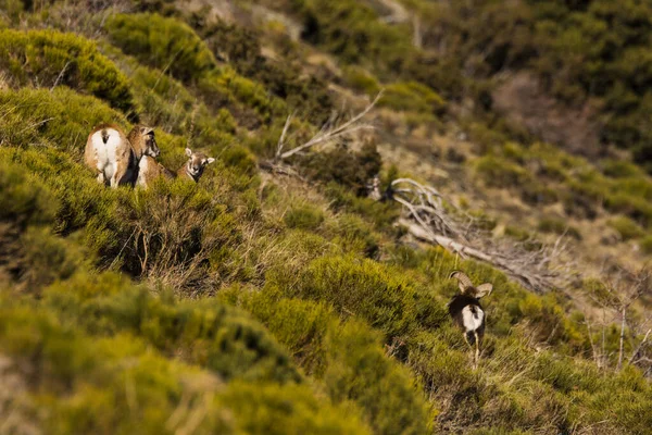 Mouflons Capcir Pyrenees France — Stock fotografie