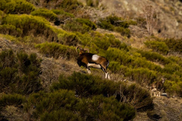 Mouflons Capcir Pyrenees France — Stock fotografie