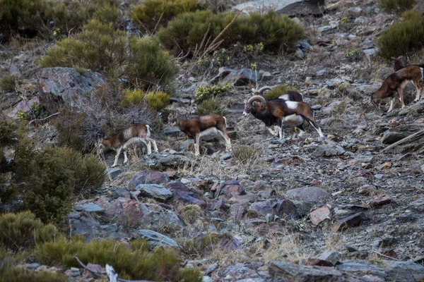 Mouflons Capcir Pyrenees France — Stock Photo, Image