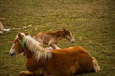 La Cerdanya 'daki dağ atı, Pireneler, İspanya