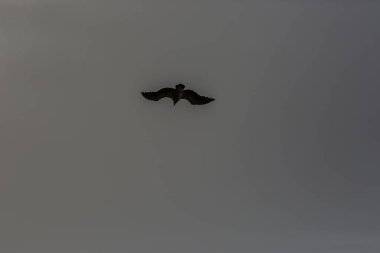 Serra Del Montsec, Lleida, Pireneler, İspanya 'da Akbaba