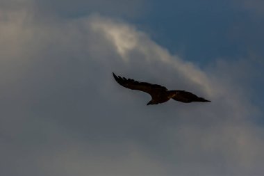 Serra Del Montsec, Lleida, Pireneler, İspanya 'da Akbaba