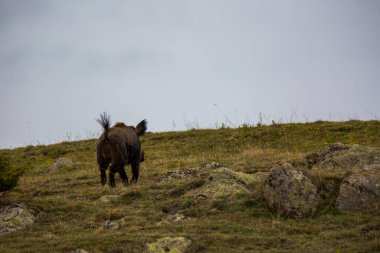 Capcir, Pyrenees, Fransa 'da ilkbaharda vahşi domuz
