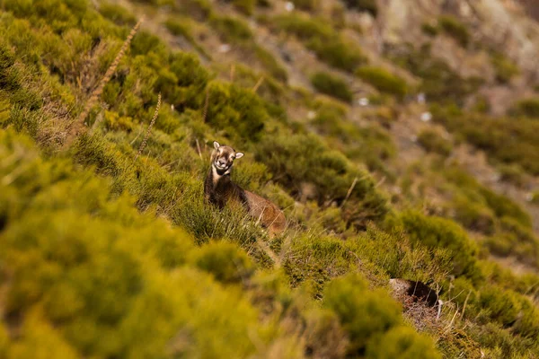 Mouflons Capcir Pyrenees France — Stock Photo, Image