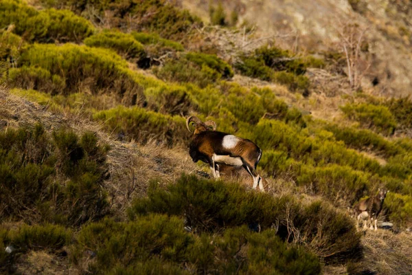 Mouflons Capcir Pirineos Francia — Foto de Stock