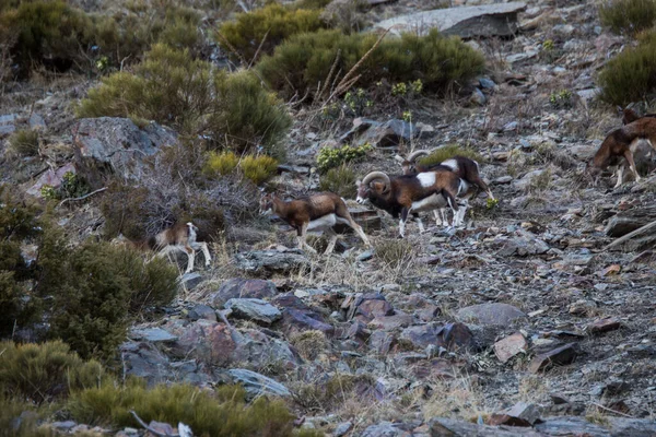 Mouflons Capcir Pyrenees France — Stock fotografie