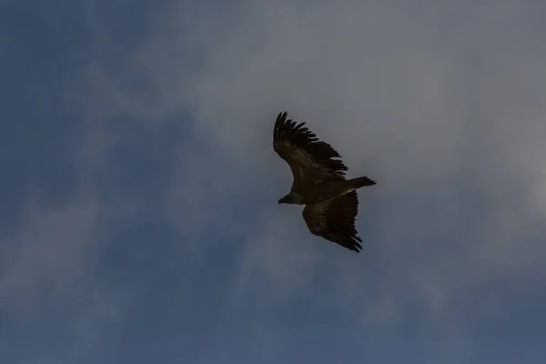Vulture Serra Del Montsec Lleida Pyrenees Spain — Stock Photo, Image