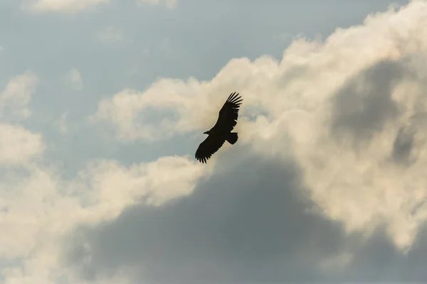 Vulture Serra Del Montsec Lleida Pyrenees Spain — стокове фото