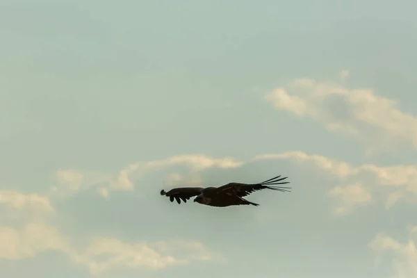 Vulture Serra Del Montsec Lleida Pyrenees Spain — Stock Photo, Image