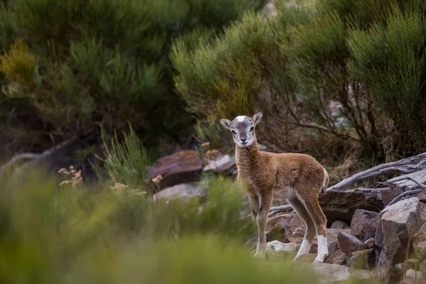 Mouflon Printemps Capcir Pyrénées France — Photo