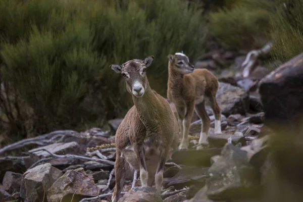 Mouflon Våren Capcir Pyrenéerna Frankrike — Stockfoto
