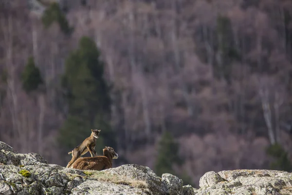 春季在法国比利牛斯Capcir的Mouflon — 图库照片