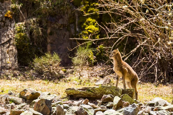 Mouflon Våren Capcir Pyrenéerna Frankrike — Stockfoto