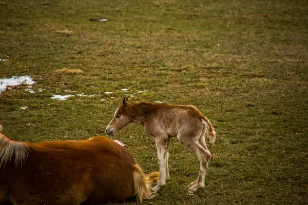 Bergpferde Cerdanya Pyrenäen Spanien — Stockfoto