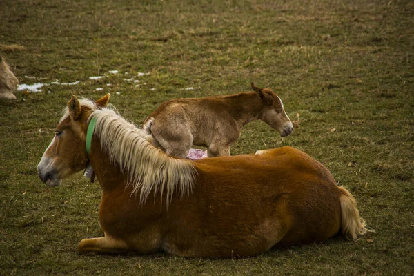 Chevaux Montagne Cerdanya Pyrénées Espagne — Photo