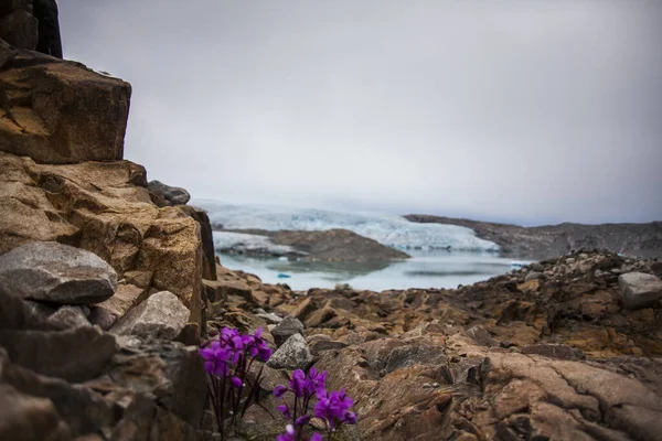 格陵兰西南部Narsaq岩石与冰川之间的紫色花朵 — 图库照片
