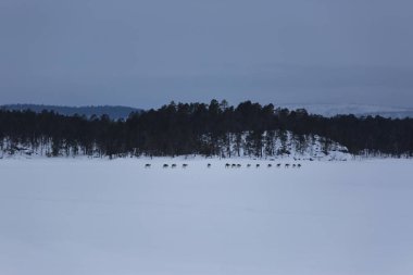Inari Gölü, Laponya, Finlandiya 'da kayak gezisi