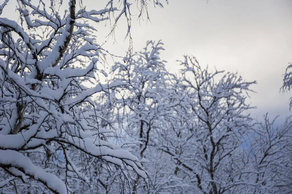 Arbres Neige Forêt Nuorgam Laponie Finlande — Photo