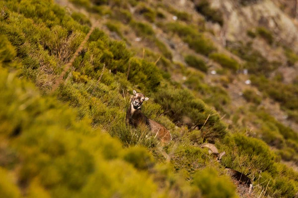 Mouflons Capcir Pyrenees France — Stock fotografie