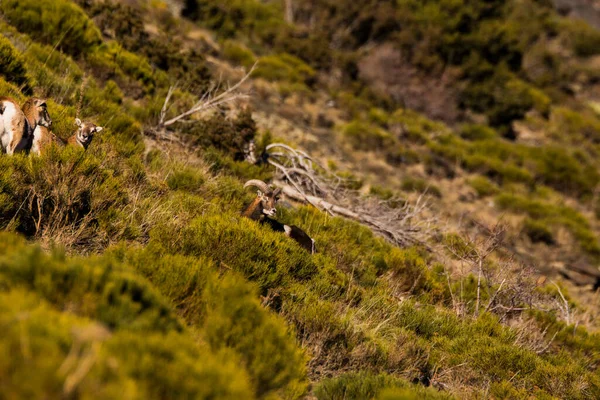 Mouflons Capcir Pirenei Francia — Foto Stock