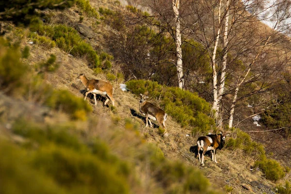 Mouflons Capcir Pyreneeën Frankrijk — Stockfoto