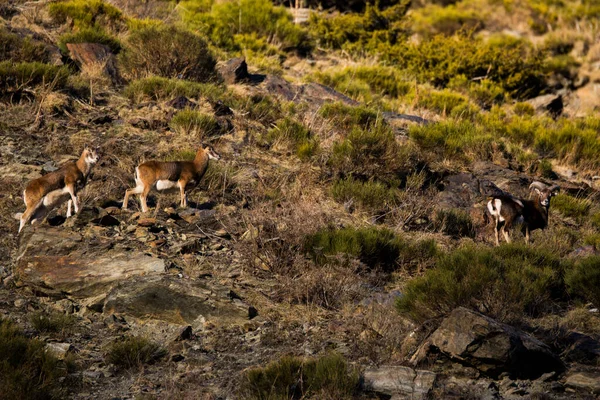 Mouflons Capcir Pyrenees France — Stock fotografie