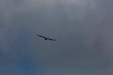 Serra Del Montsec, Lleida, Pireneler, İspanya 'da Akbaba