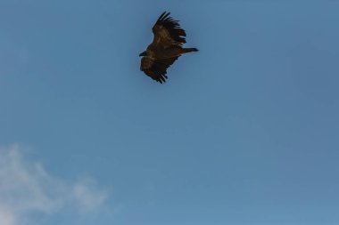 Serra Del Montsec, Lleida, Pireneler, İspanya 'da Akbaba