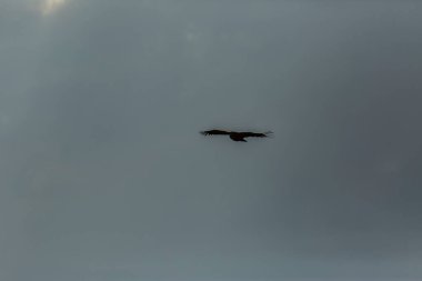 Serra Del Montsec, Lleida, Pireneler, İspanya 'da Akbaba