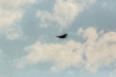 Serra Del Montsec, Lleida, Pireneler, İspanya 'da Akbaba